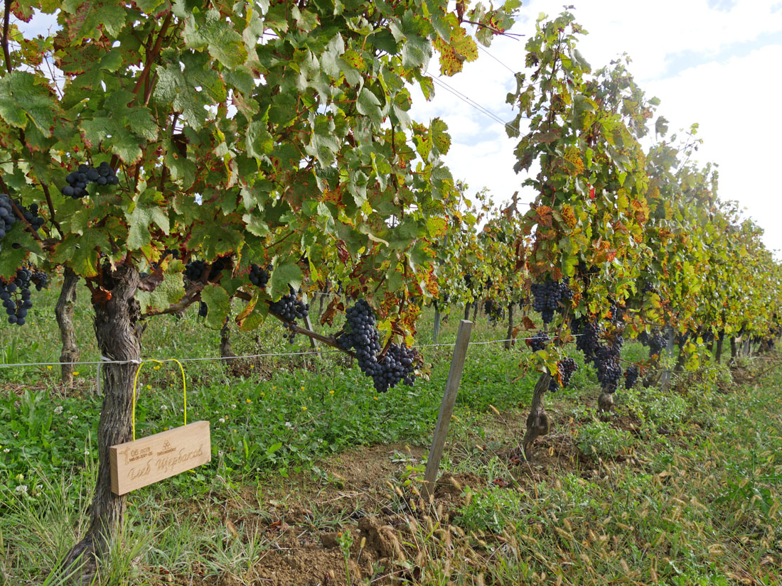 Виноградник на урожай